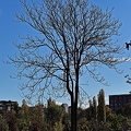 tree 2022.02 rt (2)