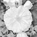 rosa centifolia 2020.13_rt_pencil.jpg