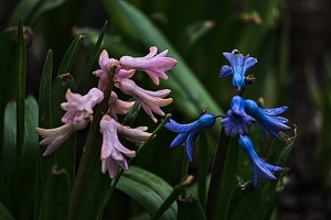 hyacinthus 2023.01 rt