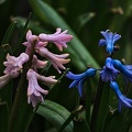 hyacinthus 2023.01_rt.jpg