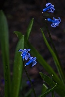 hyacinthus 2023.02 rt