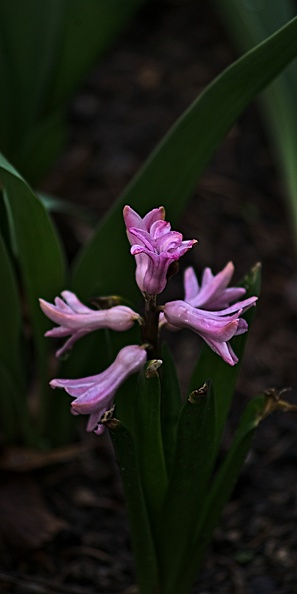 hyacinthus 2023.03_rt.jpg