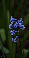 hyacinthus 2023.04 rt