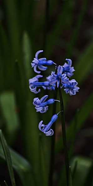 hyacinthus 2023.04_rt.jpg
