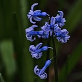 hyacinthus 2023.04 rt