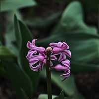hyacinthus 2023.05 rt
