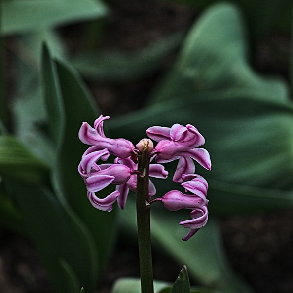 hyacinthus 2023.05_rt.jpg