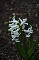 hyacinthus 2023.06 rt