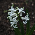 hyacinthus 2023.06 rt