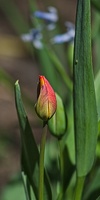 la tulipe 2023.03 rt