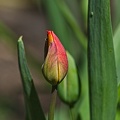 la tulipe 2023.03_rt.jpg