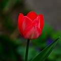 la tulipe 2023.02 rt