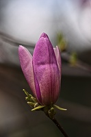 magnolia 2023.10 rt