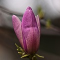 magnolia 2023.10 rt