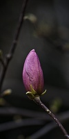 magnolia 2023.12 rt
