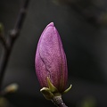 magnolia 2023.12 rt