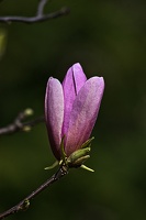 magnolia 2023.15 rt