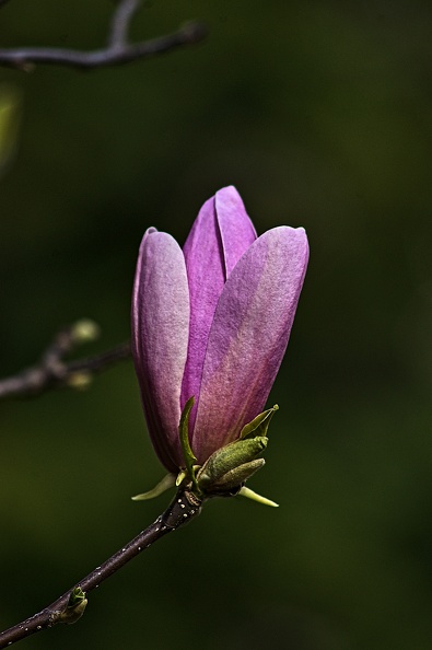 magnolia 2023.15_rt.jpg