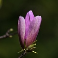 magnolia 2023.15_rt.jpg
