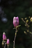 magnolia 2023.16 rt