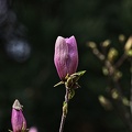 magnolia 2023.16 rt