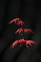 red leaves 2023.04 rt