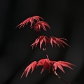 red leaves 2023.04 rt