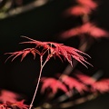 red leaves 2023.05 rt