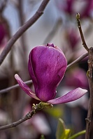 magnolia 2023.19 rt