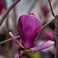 magnolia 2023.19_rt.jpg