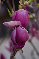magnolia 2023.20 rt