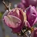 magnolia 2023.22 rt
