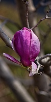 magnolia 2023.23 rt
