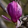 magnolia 2023.23_rt.jpg