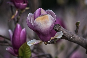 magnolia 2023.25 rt