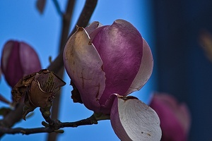 magnolia 2023.26 rt