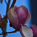 magnolia 2023.26 rt
