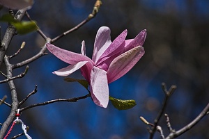 magnolia 2023.27 rt