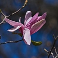magnolia 2023.27 rt