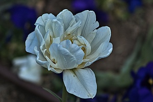 la tulipe 2023.05 rt