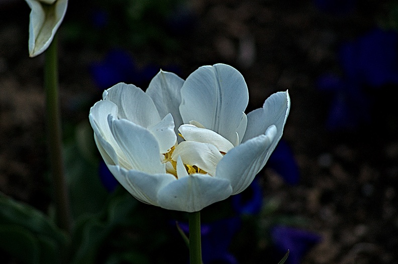 la tulipe 2023.07_rt.jpg