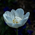 la tulipe 2023.07 rt