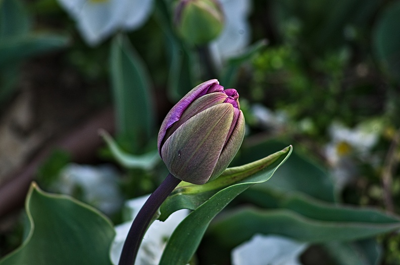 la tulipe 2023.08_rt.jpg