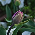la tulipe 2023.08_rt.jpg