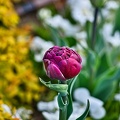 la tulipe 2023.09_rt.jpg