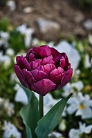 la tulipe 2023.11 rt