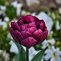 la tulipe 2023.11 rt