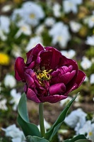 la tulipe 2023.12 rt