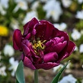 la tulipe 2023.12 rt