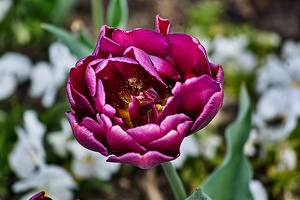 la tulipe 2023.14 rt
